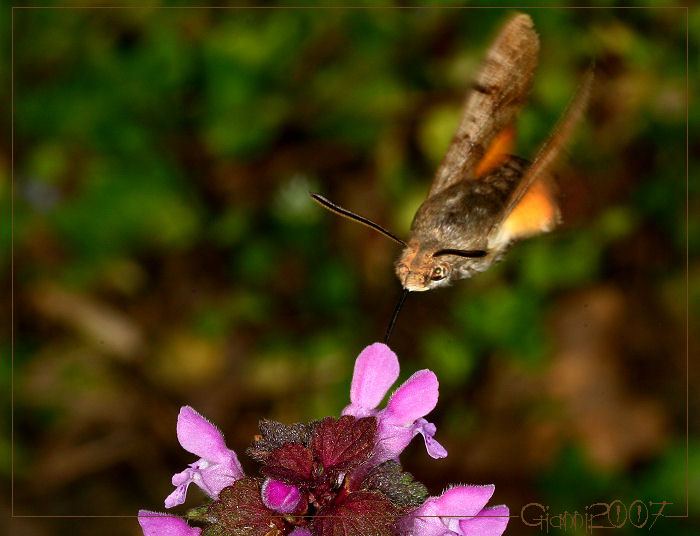 Macroglossum stellatarum